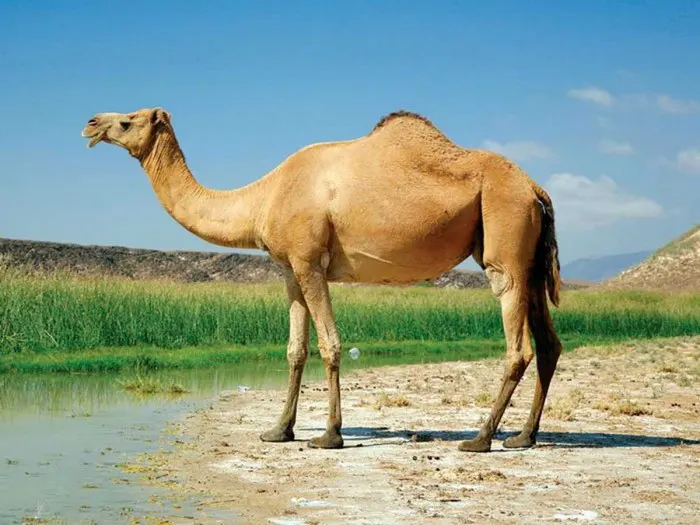 خواص روغن شتر مرغ اصل محصولی از فروشگاه اینترنتی دکتر اویل