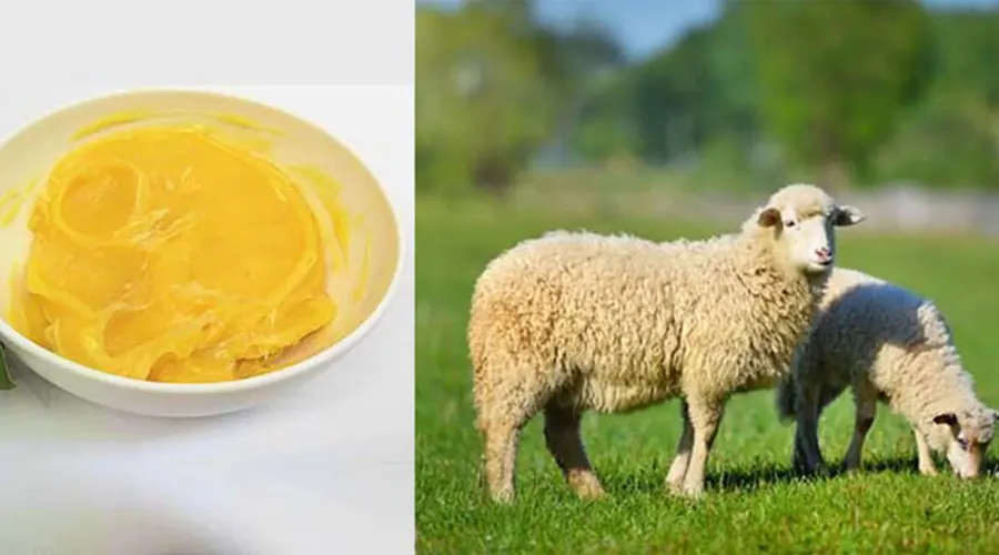 استعلام قیمت و خرید روغن پشم اصل از فروشگاه اینترنتی دکتر اویل