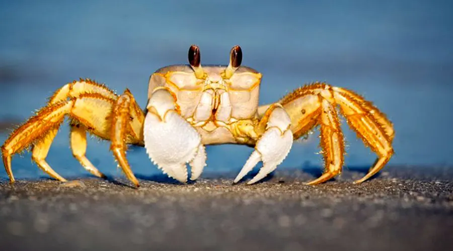 استعلام قیمت و خرید روغن خرچنگ اصل از فروشگاه اینترنتی دکتر اویل