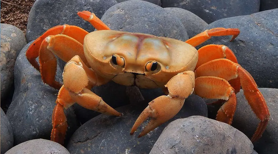 استعلام قیمت و خرید روغن خرچنگ اصل از فروشگاه اینترنتی دکتر اویل