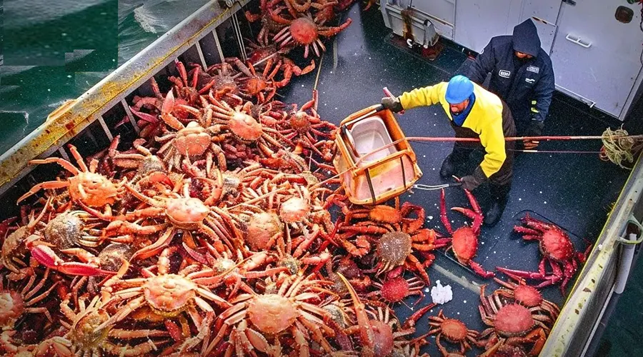 استعلام قیمت و خرید روغن خرچنگ اصل از فروشگاه اینترنتی دکتر اویل