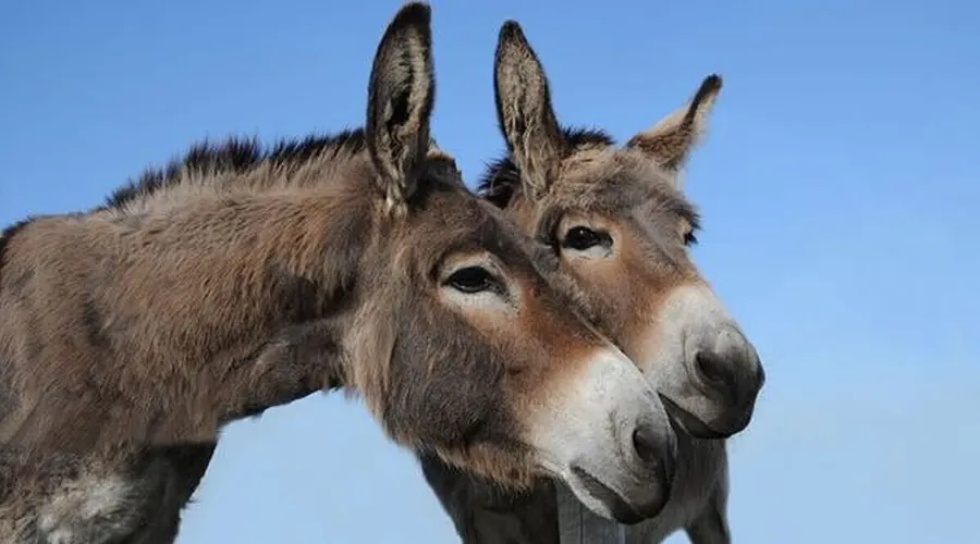 استعلام قیمت و خرید روغن الاغ اصل از فروشگاه اینترنتی دکتر اویل