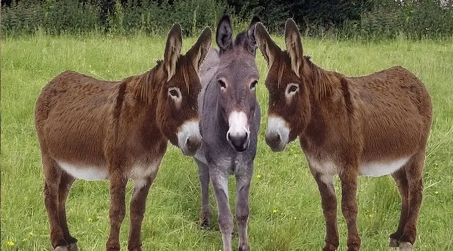 استعلام قیمت و خرید روغن الاغ اصل از فروشگاه اینترنتی دکتر اویل