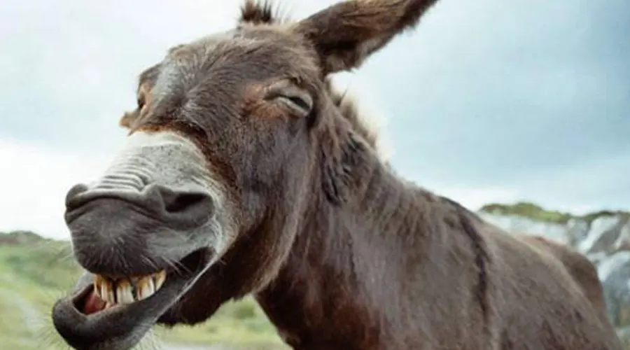 استعلام قیمت و خرید روغن الاغ اصل از فروشگاه اینترنتی دکتر اویل