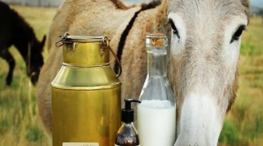 استعلام قیمت و خرید روغن الاغ اصل از فروشگاه اینترنتی دکتر اویل