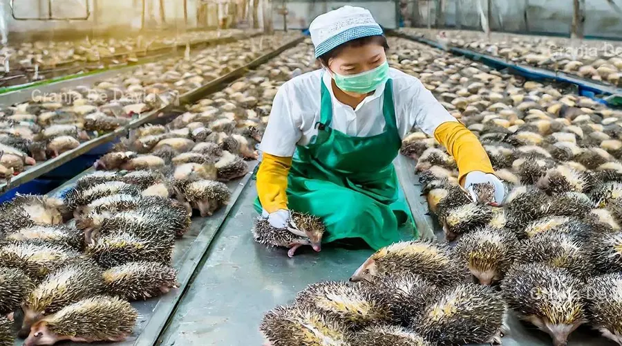 استعلام قیمت و خرید روغن جوجه تیغی اصل از فروشگاه اینترنتی دکتر اویل