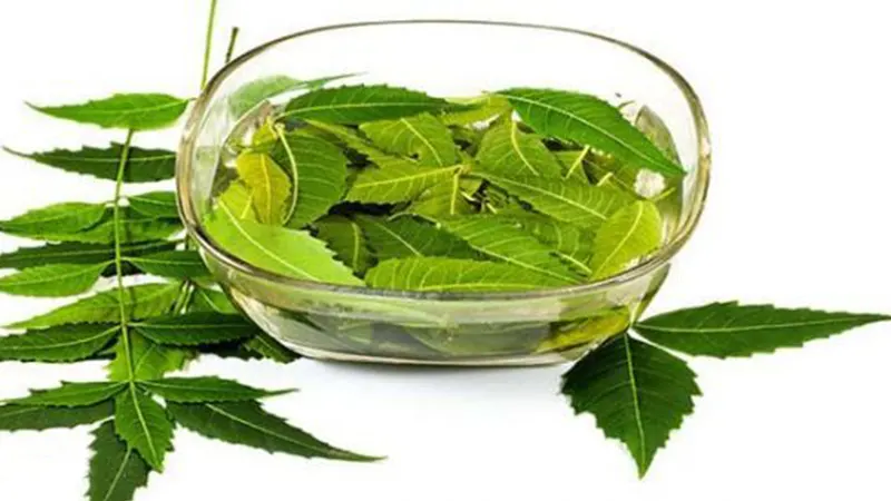 استعلام قیمت خرید روغن برگ چریش اصل از فروشگاه اینترنتی دکتر اویل