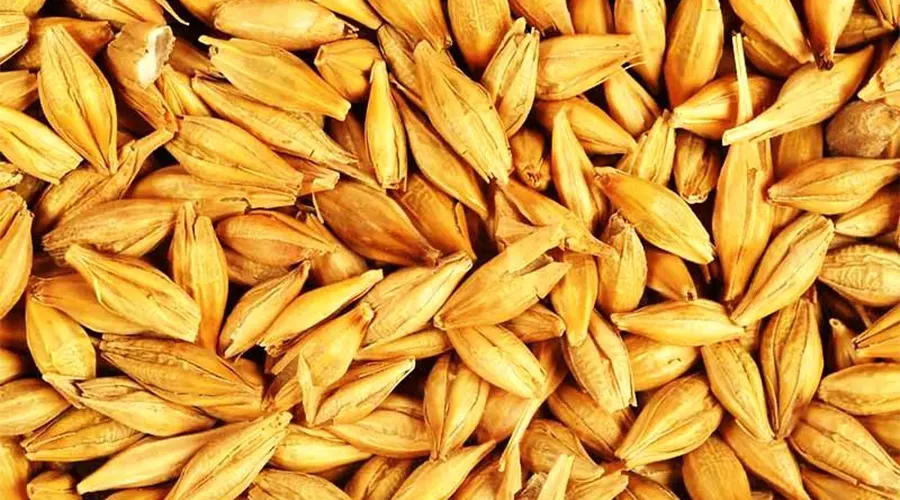 مقایسه قیمت خرید روغن جو اصل فروشگاه دکتر اویل با دیگر فروشندگان