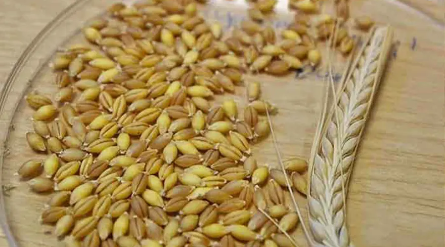 خواص جادویی روغن جو اصل
