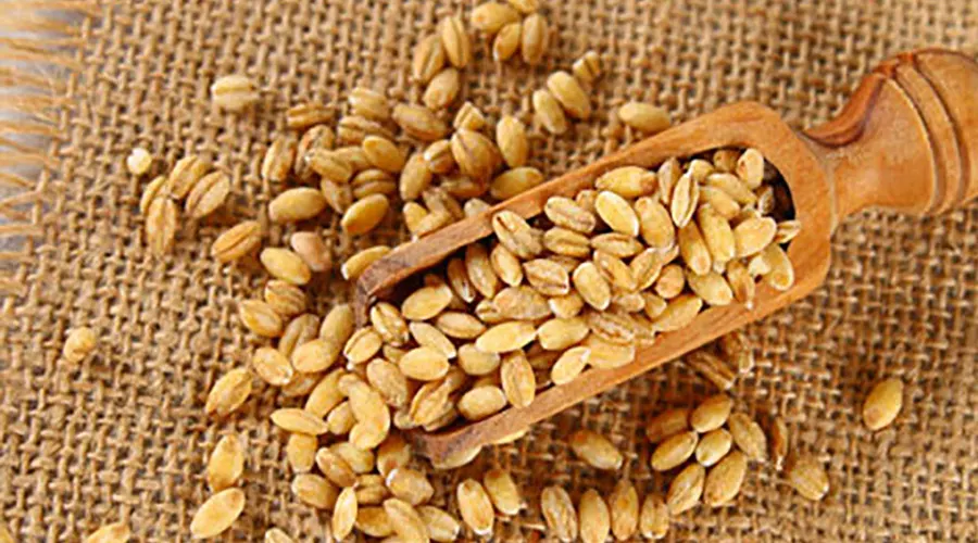 روش های مصرف روغن جو اصل دکتر اویل