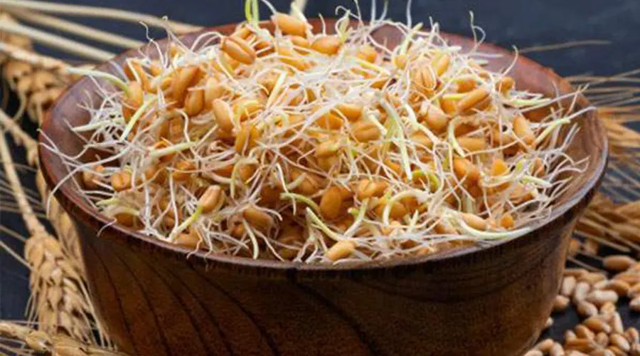 ترکیبات روغن جوانه گندم اصل از محصولات فروشگاه اینترنتی دکتر اویل