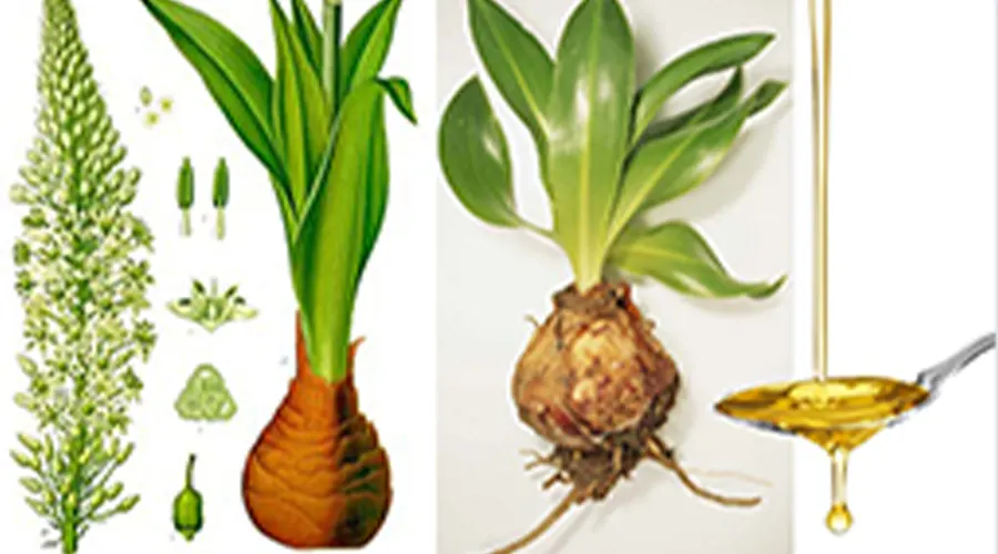 استفاده صحیح و متعادل از روغن کندش می تواند به بهرهمندی از خواص آن کمک کند.