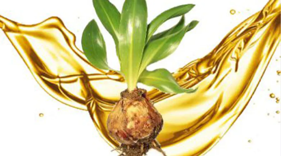 روغن کندوش اصل از محصولات دکتر اویل بهترین داروی رفع ریزش مو