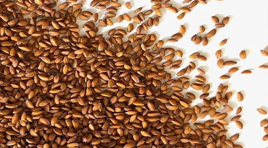 خرید روغن بذر شاهی اصل از فروشگاه دکتر اویل