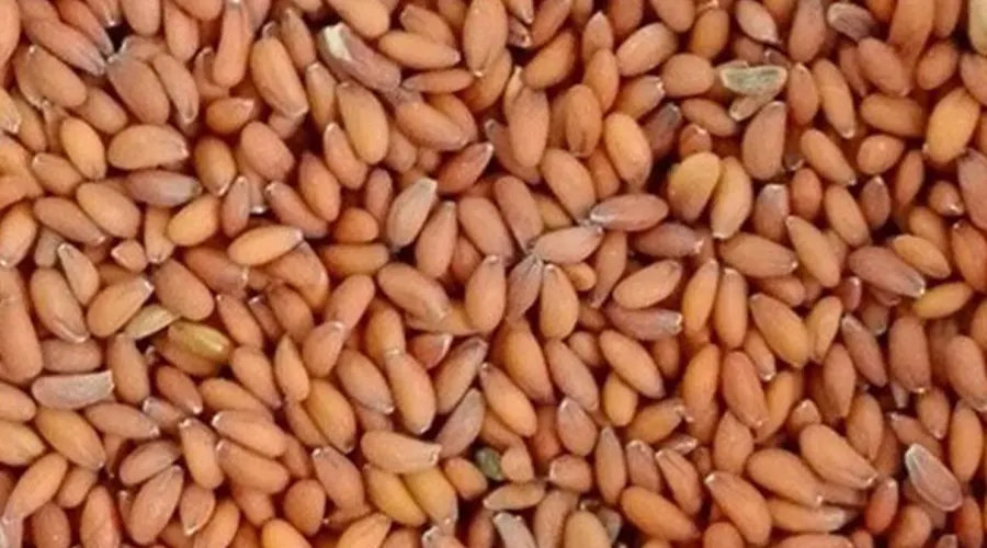 بهترین مارک روغن بذر شاهی اصل و فرابکر از محصولات دکتر اویل