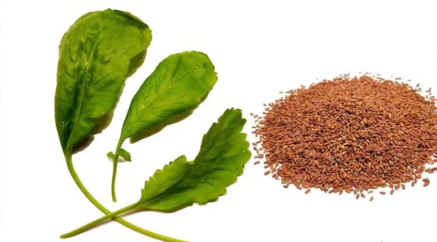 با خرید روغن بذر شاهی اصل و فرابکر از دکتر اویل از خواص جادوئی آن در معالجه بیماری های چربی خون و تقویت سیستم ایمنی و درمان سرطان بهره مند شوید.