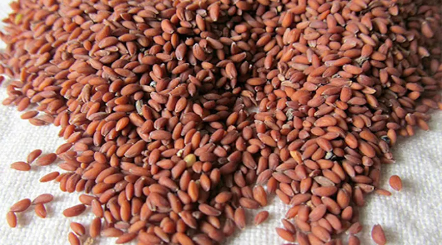 خواص روغن بذر شاهی اصل و فرابکر محصولی از دکتر اویل