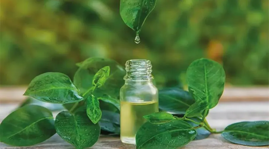 بهترین قیمت خرید روغن درخت چای اصل را از فروشگاه دکتر اویل بخواهید.