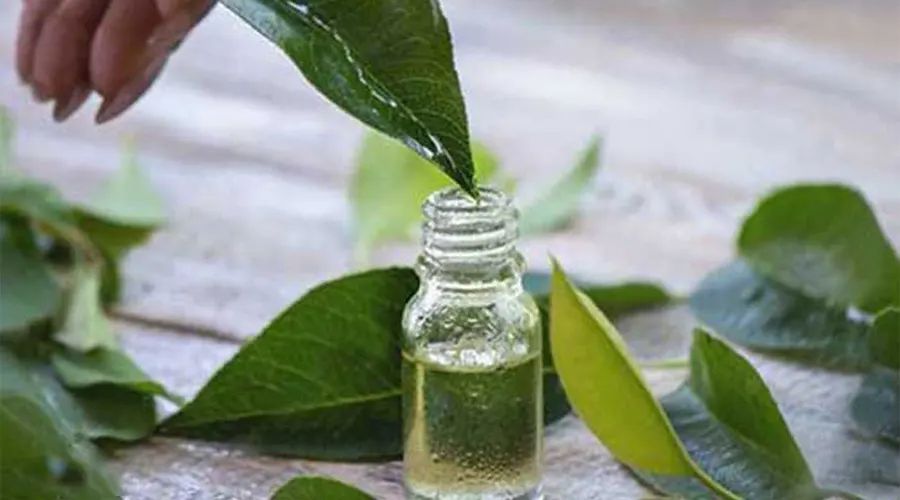 بهترین قیمت خرید روغن درخت چای اصل و ارگانیک