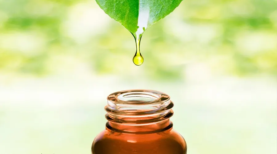 با خرید روغن درخت چای اصل و ارگانیک یک اسکراپ ارگانیک برای خود تهیه کنید.
