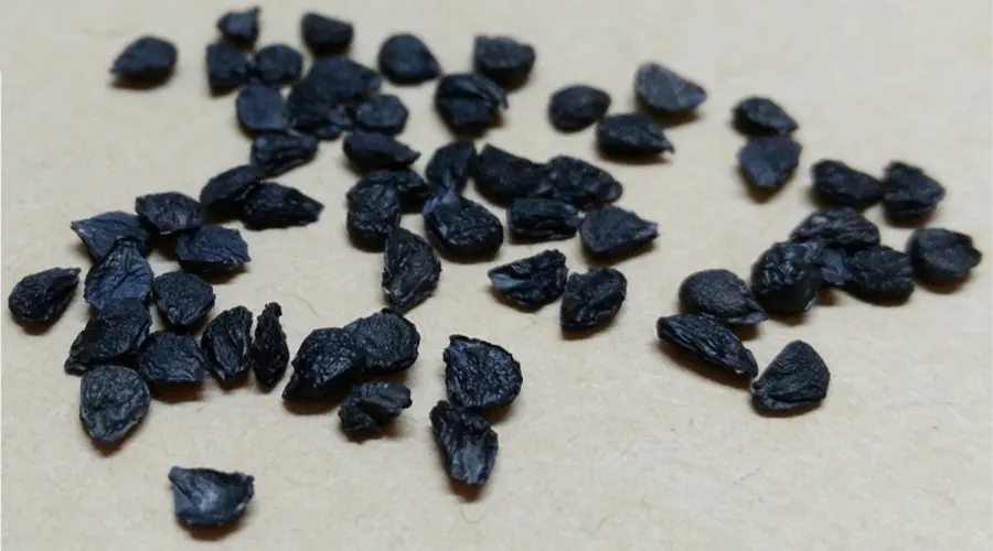 خرید روغن تخم تره خالص اصل از فروشگاه دکتر اویل