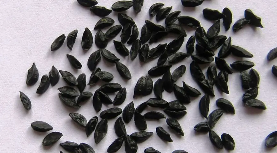 روش مصرف روغن تخم تره خالص از محصولات دکتر اویل در زمینه زیبایی و طراوت پوست