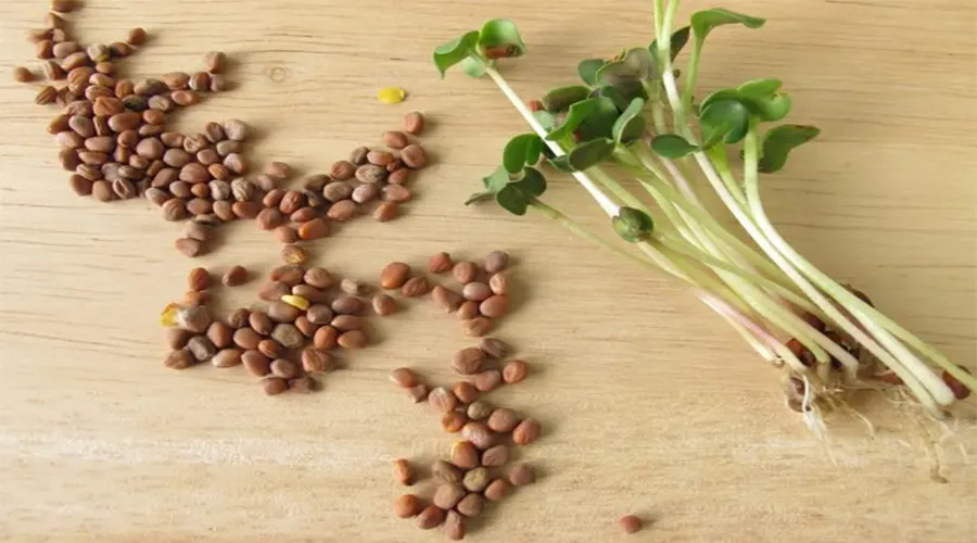 بهترین قیمت خرید روغن کلدپرس تخم تربچه اصل از محصولات دکتر اویل