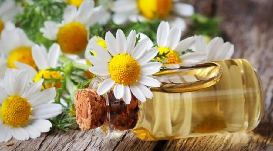بهترین مارک روغن بابونه اصل از محصولات دکتر اویل