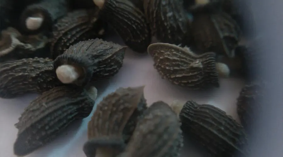 بهترین قیمت خرید روغن بذر گل گاوزبان را در فروشگاه دکتر اویل تجربه کنید