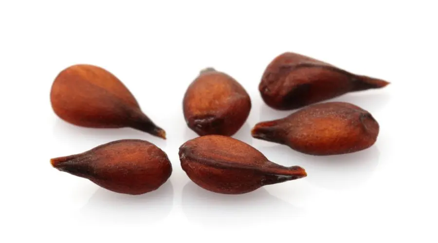 خرید روغن هسته به خالص و ارگانیک از فروشگاه دکتر اویل