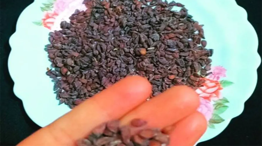 خواص روغن هسته به خالص و ارگانیک از محصولات دکتر اویل