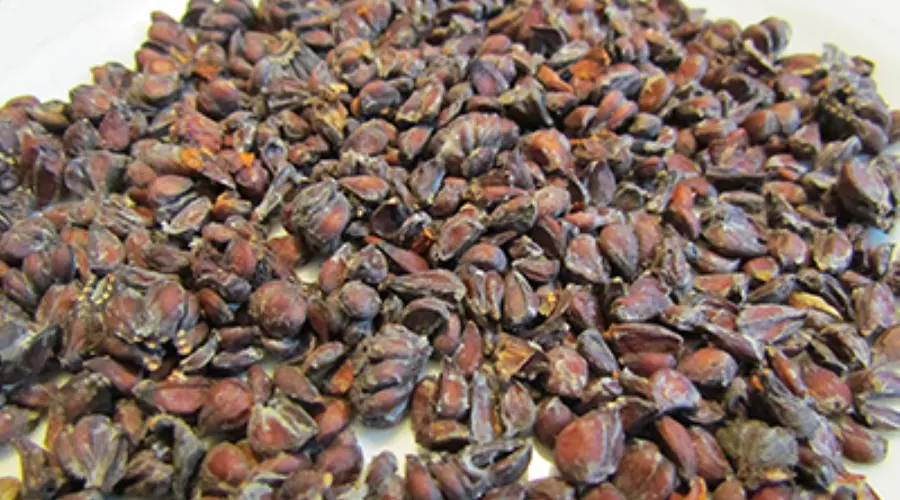 بهترین قیمت خرید روغن هسته به خالص و ارگانیک را در فروشگاه دکتر اویل تجربه کنید.