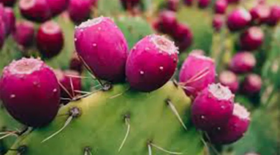 خواص روغن کاکتوس خالص و ارگانیک از محصولات دکتر اویل