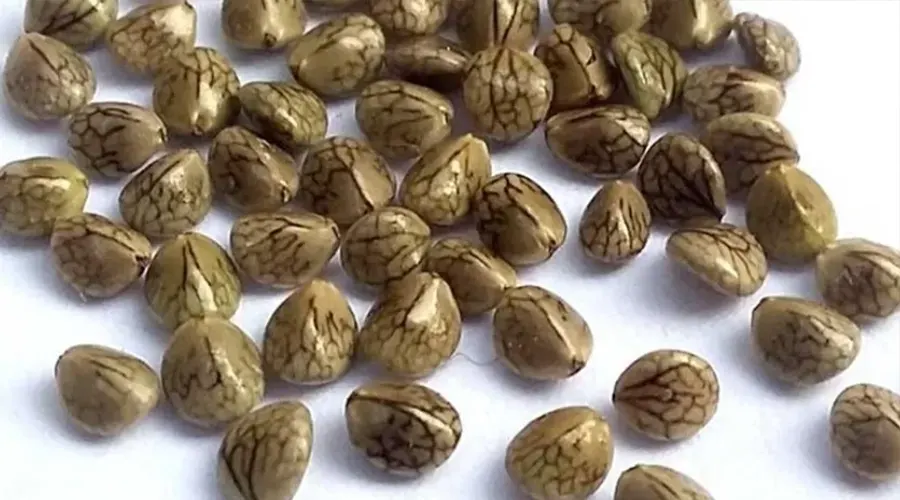 بهترین مارک روغن کلدپرس دانه مرو مربوط به دکتر اویل