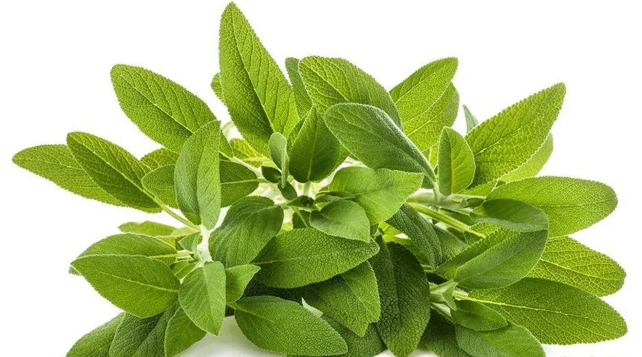 بهترین کیفیت و قیمت روغن کلدپرس دانه مرو در فروشگاه اینترنتی دکتر اویل