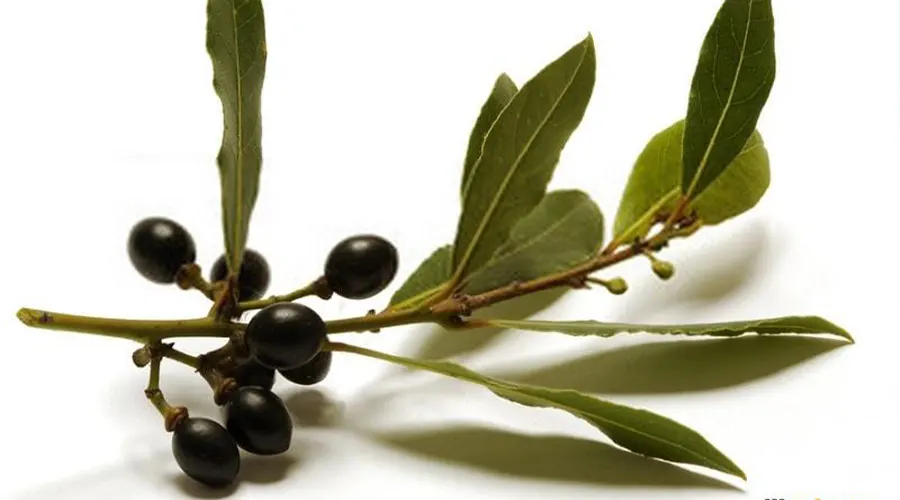 خرید روغن کلدپرس میوه بو اصل از فوشگاه دکتر اویل