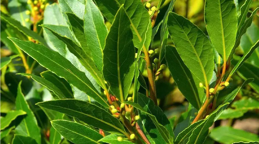 خواص و ترکیبات روغن کلدپرس میوه بو از محصولات دکتر اویل