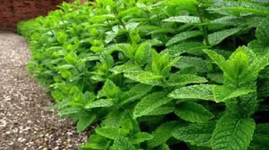روش مصرف و خرید روغن نعنا فلفلی اصل از فروشگاه اینترنتی دکتر اویل