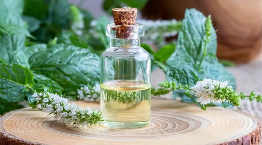 بهترین کیفیت و مناسب ترین قیمت خرید روغن نعنا فلفلی اصل از محصولات دکتر اویل