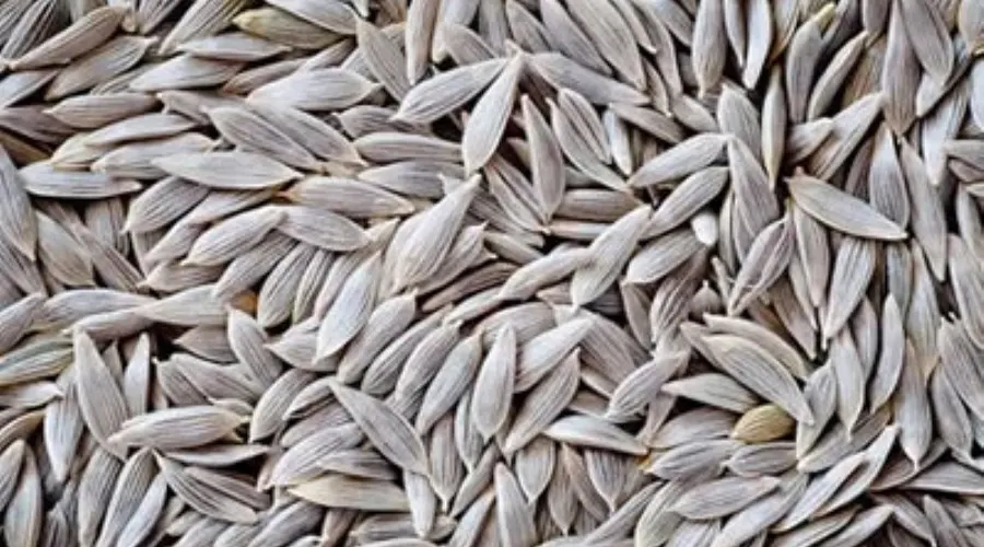 خرید روغن کلدپرس تخم کاهو اصل از فروشگاه دکتر اویل