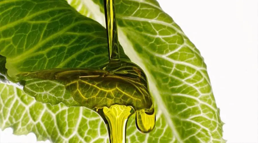 بهترین قیمت خرید روغن کلدپرس تخم کاهو اصل را در فروشگاه دکتر اویل تجربه کنید.