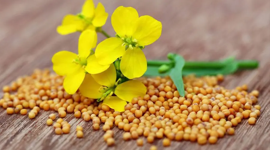 خواص جادوئی روغن کلدپرس خردل اصل از محصولات دکتر اویل