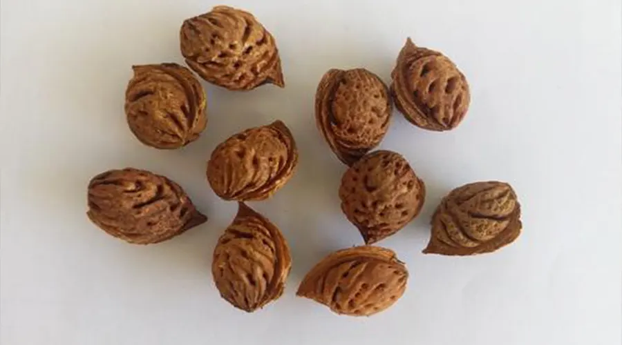بهترین قیمت خرید روغن کلدپرس هسته هلو را در فروشگاه دکتر اویل تجربه کنید.