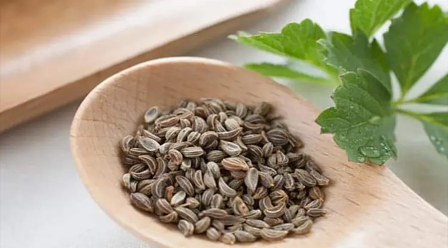 خرید روغن کلدپرس بذر جعفری از فروشگاه دکتر اویل