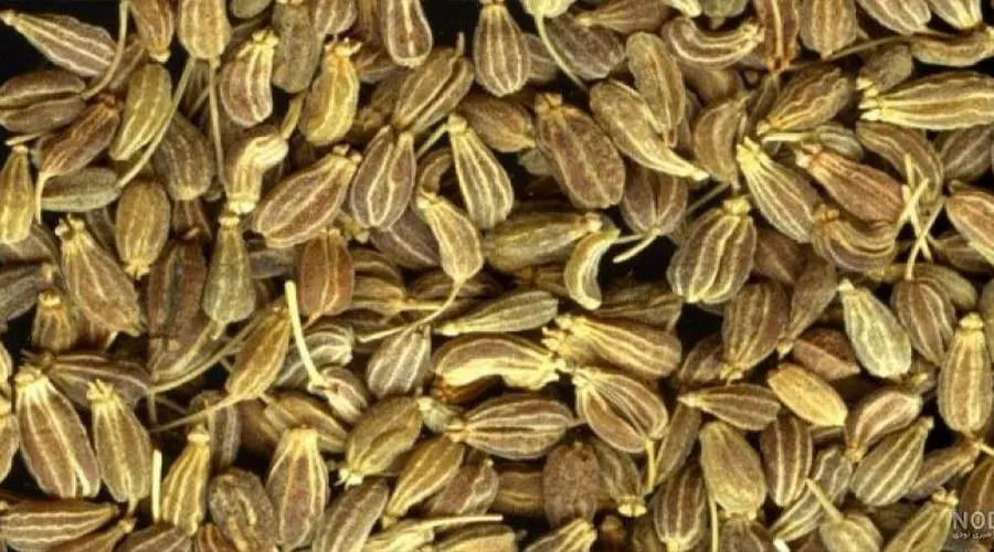 بهترین قیمت خرید روغن کلدپرس بذر جعفری اصل را در فروشگاه دکتر اویل تجربه کنید.