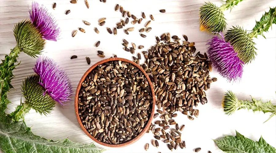 بهترین قیمت خرید روغن بذر خارمریم اصل را در فروشگاه دکتر اویل تجربه کنید.