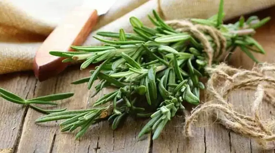 بهترین مارک روغن رزماری اصل از محصولات فروشگاه اینترنتی دکتر اویل