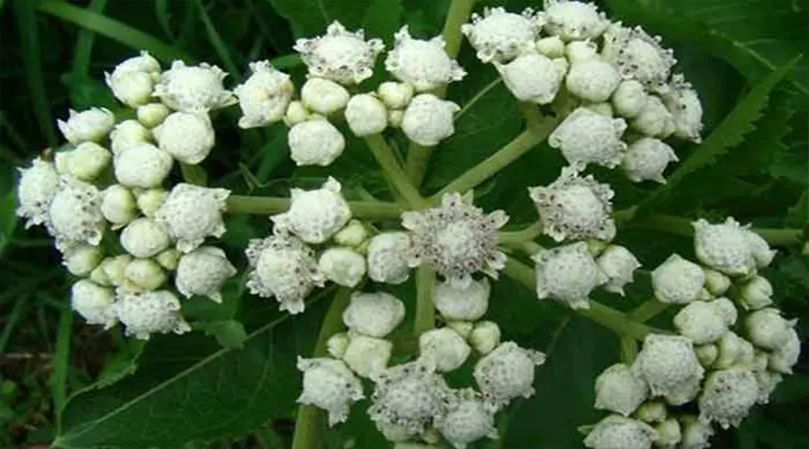 خرید روغن گنه گنه بر پایه بادام تلخ اصل از محصولات دکتر اویل