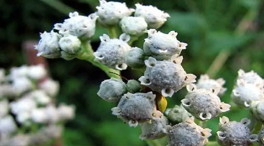 بهترین روش اینترنتی خرید روغن گنه گنه بر پایه بادام اصل از فروشگاه دکتر اویل