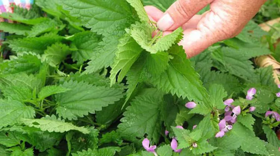 بهترین روش خرید روغن بذر گزنه اصل از طریق فروشگاه اینترنتی دکتر اویل